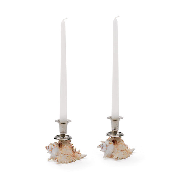 Shell Based Candleholder